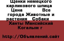 Щенки немецкого карликового шпица › Цена ­ 20 000 - Все города Животные и растения » Собаки   . Ханты-Мансийский,Когалым г.